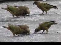 Albums/20060200-New Zealand 2006/20060207-South to Fox/14